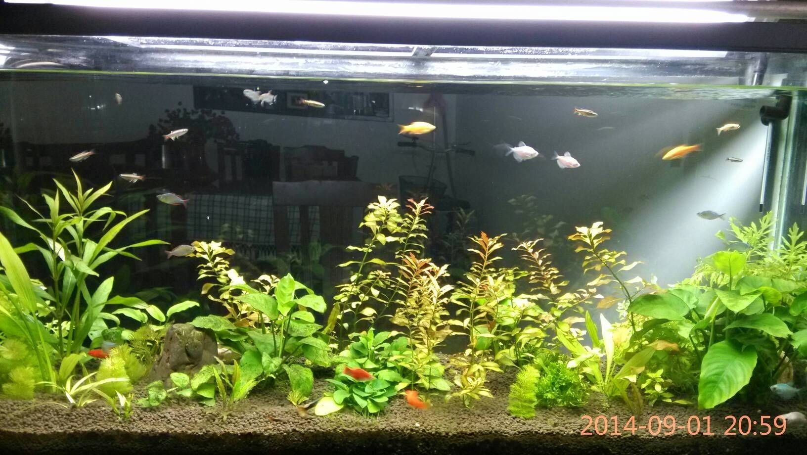 魚缸兩條魚怎么樣：熱帶魚與冷水魚混養指南，