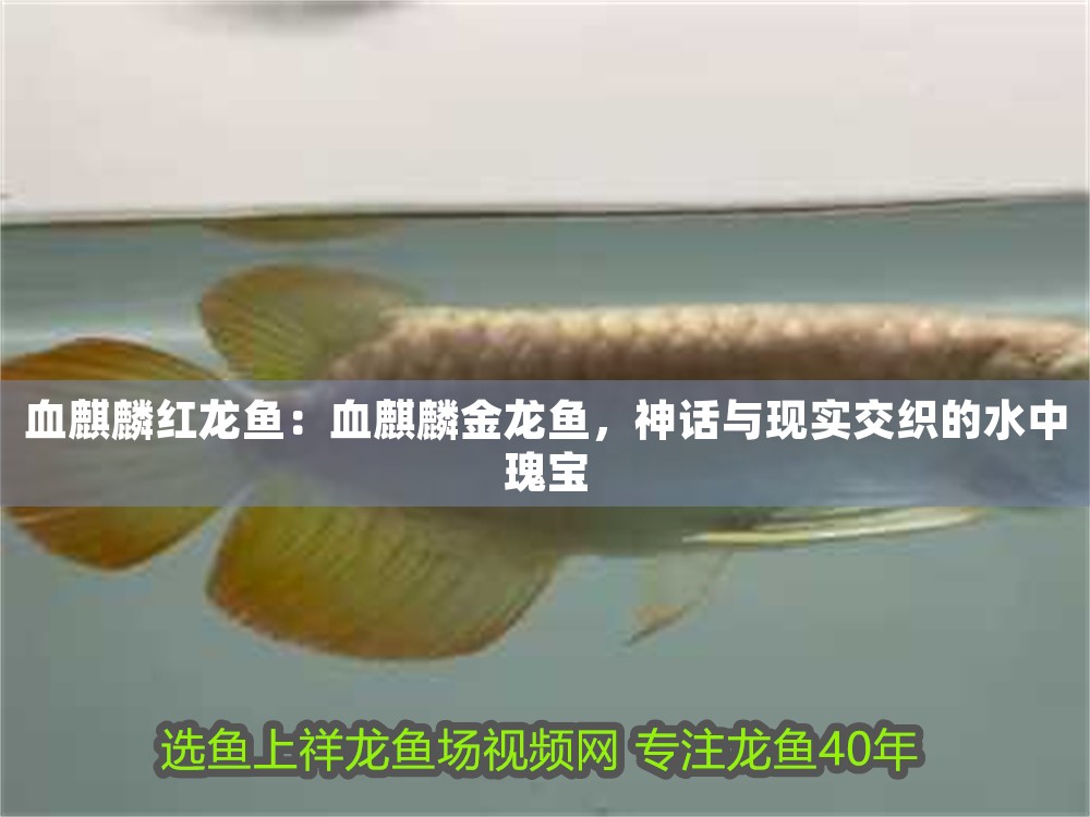 血麒麟紅龍魚：血麒麟金龍魚，神話與現(xiàn)實(shí)交織的水中瑰寶