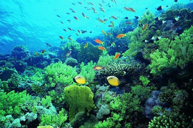 龍魚缸最佳背景顏色選擇指南（如何選擇龍魚缸的背景顏色）