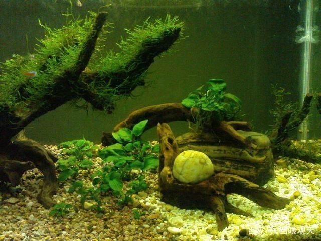 燕魚缸造景圖片(關(guān)于燕魚缸造景的一些建議) 魚缸百科 第2張 燕魚缸造景圖片(關(guān)于燕魚缸造景的一些建議) 燕魚缸造景圖片(關(guān)于燕魚缸造景的一些建議) 魚缸百科 第2張