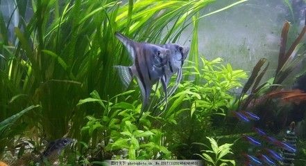 燕魚缸造景圖片(關(guān)于燕魚缸造景的一些建議) 魚缸百科 第1張 燕魚缸造景圖片(關(guān)于燕魚缸造景的一些建議) 燕魚缸造景圖片(關(guān)于燕魚缸造景的一些建議) 魚缸百科 第1張