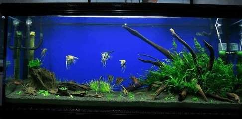 燕魚缸造景圖片(關(guān)于燕魚缸造景的一些建議) 魚缸百科 第3張 燕魚缸造景圖片(關(guān)于燕魚缸造景的一些建議) 燕魚缸造景圖片(關(guān)于燕魚缸造景的一些建議) 魚缸百科 第3張