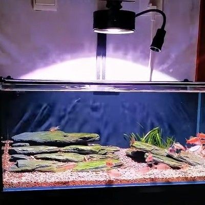 燕魚缸造景圖片(關(guān)于燕魚缸造景的一些建議) 魚缸百科 第5張 燕魚缸造景圖片(關(guān)于燕魚缸造景的一些建議) 燕魚缸造景圖片(關(guān)于燕魚缸造景的一些建議) 魚缸百科 第5張