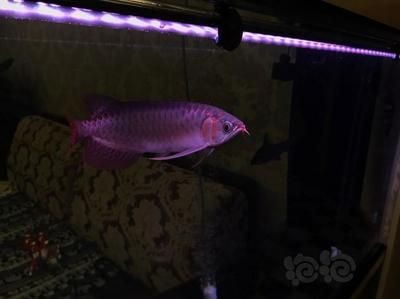 龍魚魚缸怎么清理（龍魚魚缸怎么清理,在清理龍魚魚缸之前需要做好以下準備工作）