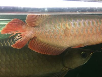龍魚后尾巴的增大可能性（龍魚的后尾巴會變大嗎？）