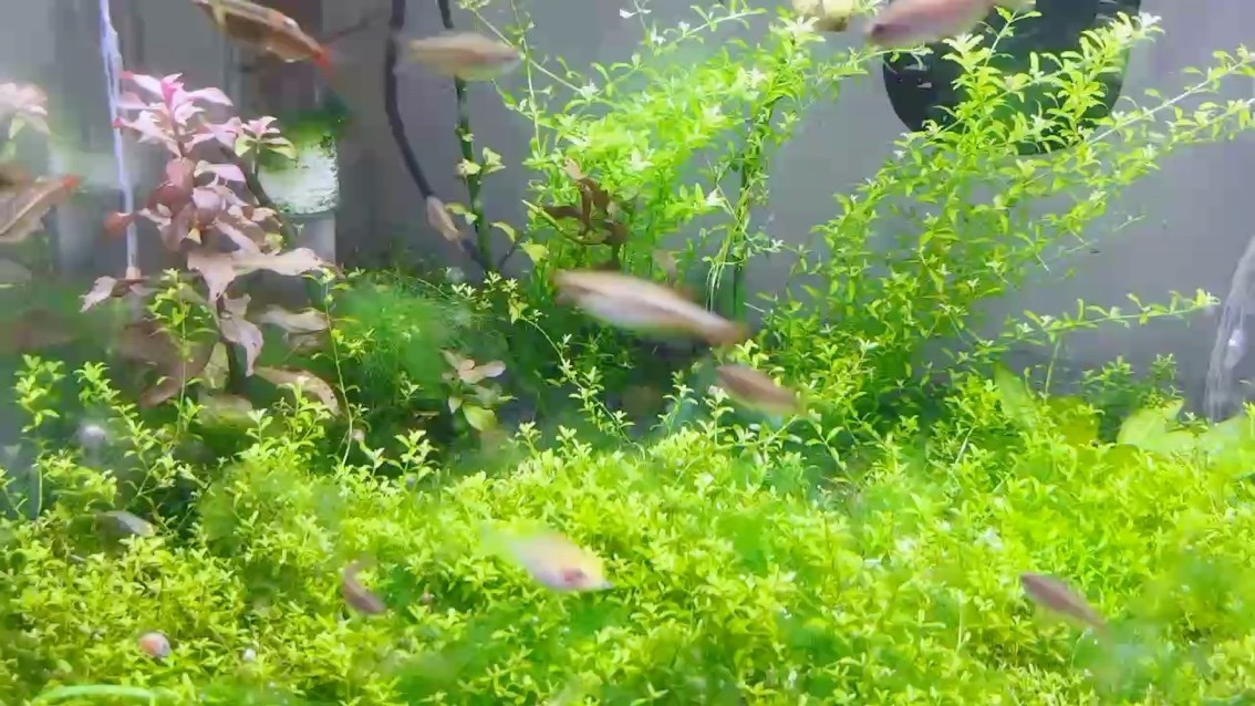 熱鬧不少