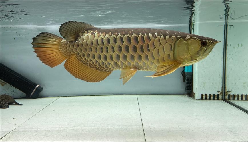 金龍魚蒙眼最好治療方法圖片