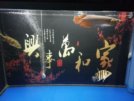 龍魚一只眼睛周圍外鼓是怎么回事【龍魚一只眼睛周圍外鼓是什么原因導致的？】