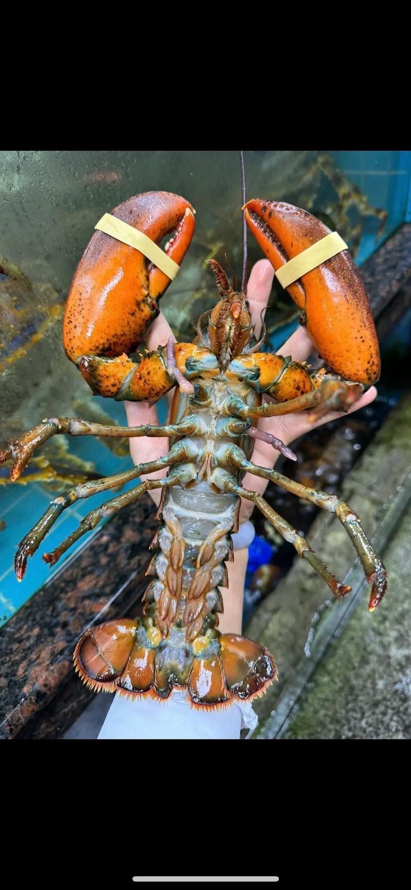 有沒有高清的大龍蝦圖片？