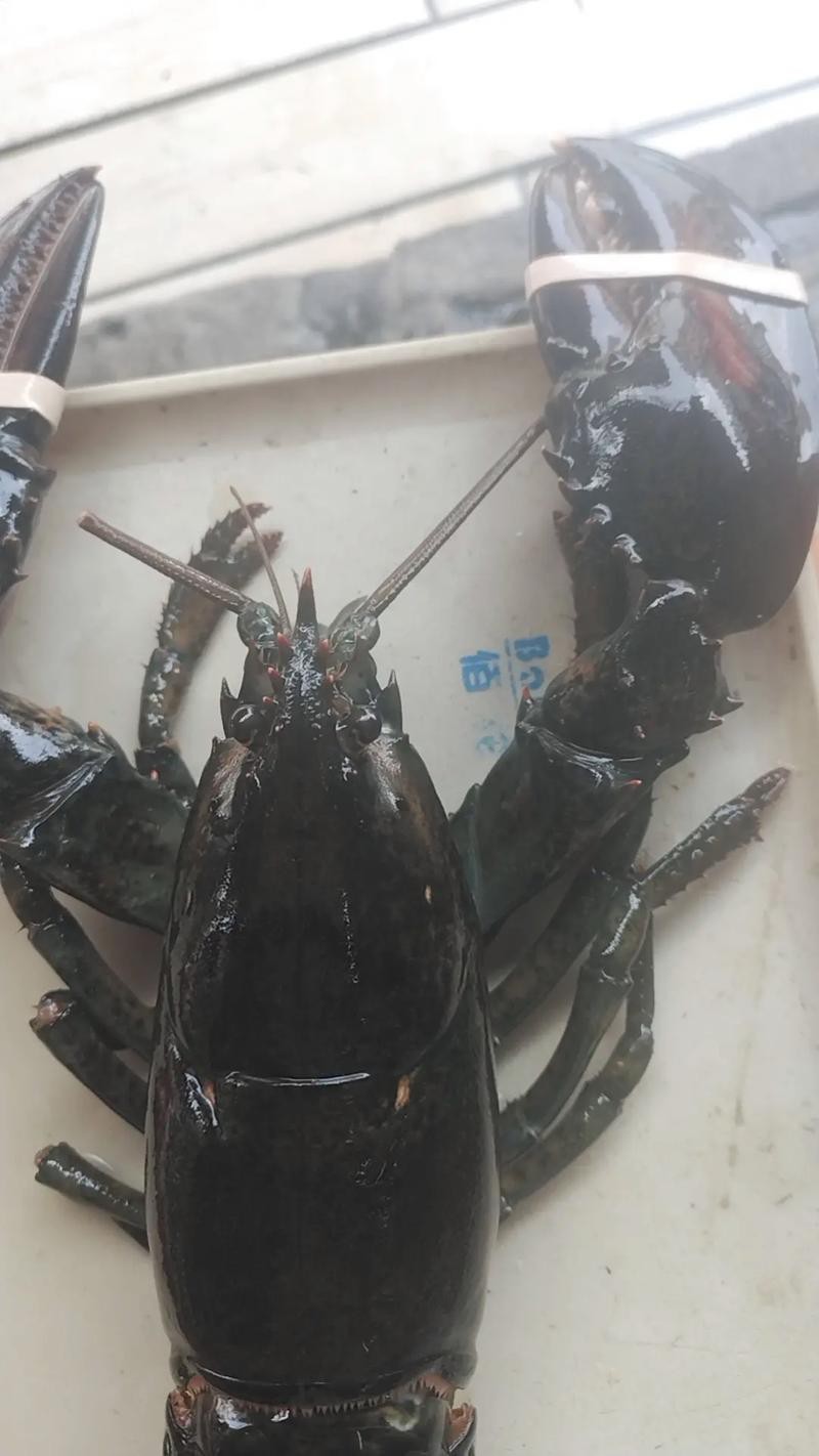 有沒有高清的大龍蝦圖片？