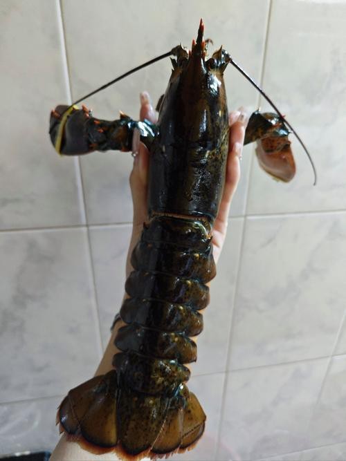 有沒有高清的大龍蝦圖片？
