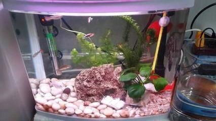 魚缸加熱棒選購指南：魚缸加熱棒功率計算方法