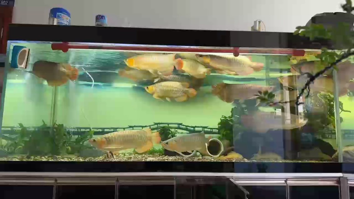2024年3月25號入魚，小魚20cm大，現在最大應該有45cm了。養了一年3個月。