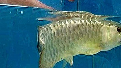 高背金龍魚壽命（