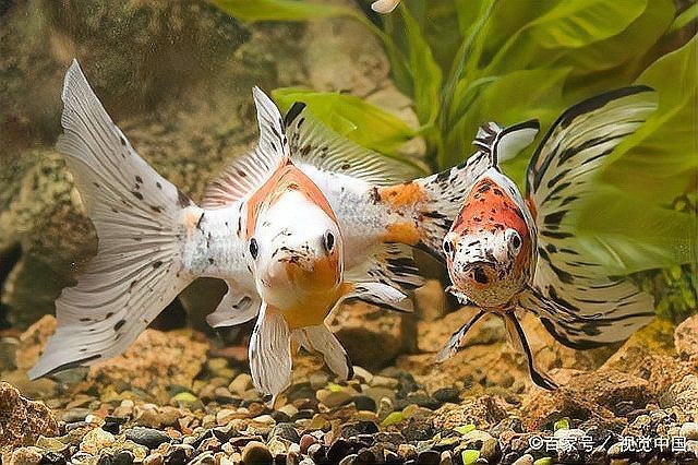 紅龍魚吃干食后需要多久適應(yīng)
