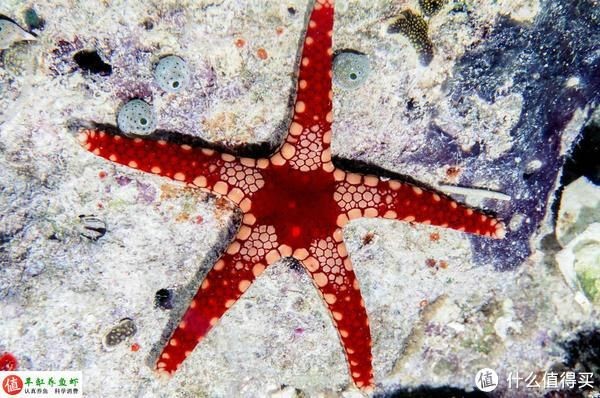 海星生態魚缸的養護秘籍：海星生態魚缸怎么樣