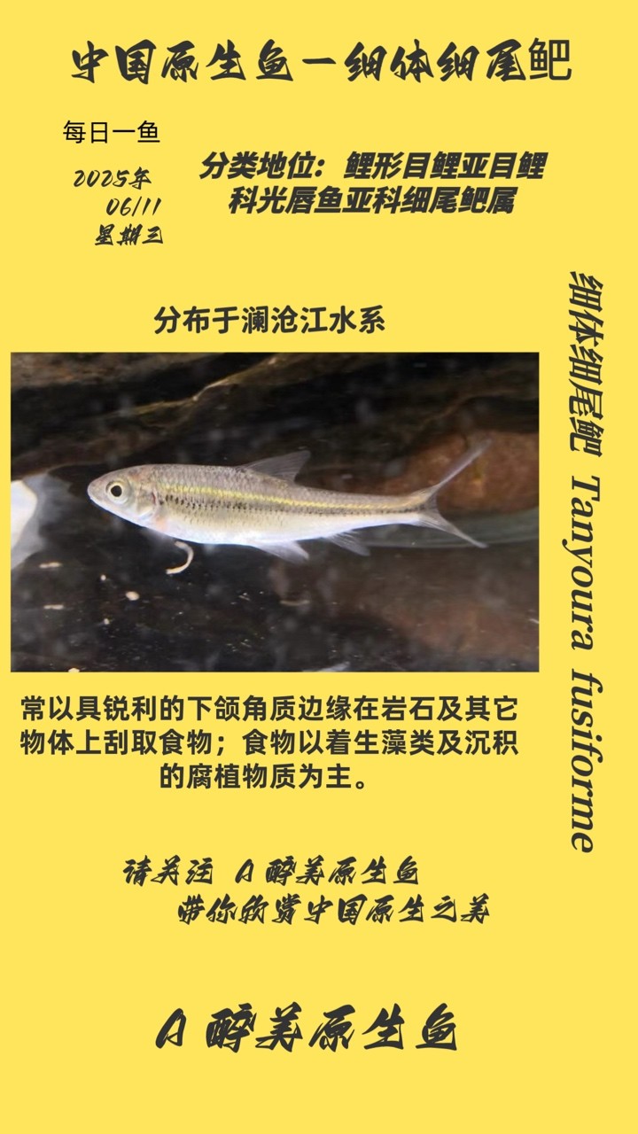 細體細尾鲃