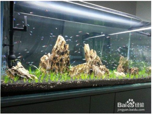 廣州市白云區石井青倫水族店