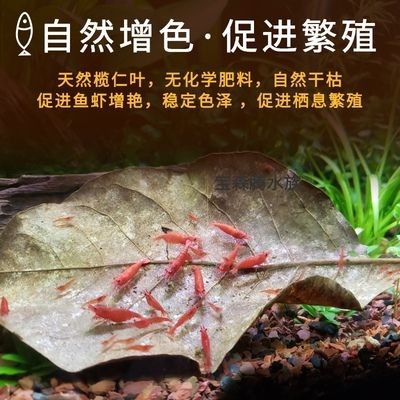 藍(lán)龍魚需要多大的魚缸？（藍(lán)龍魚最佳混養(yǎng)伙伴是什么藍(lán)龍魚的最佳混養(yǎng)伙伴是什么）