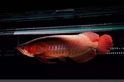 龍魚長期在33度會死嗎（龍魚長期在33度會死嗎,）