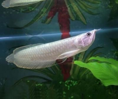 新龍魚入缸不吃食怎么辦：新龍魚入缸不吃食怎么辦新龍魚入缸不吃食怎么辦
