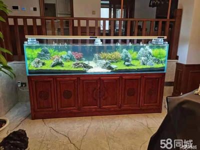 海陽哪里賣魚缸（海陽市寵物文化海陽市魚缸銷售點(diǎn)信息：養(yǎng)魚技巧與常見誤區(qū)）