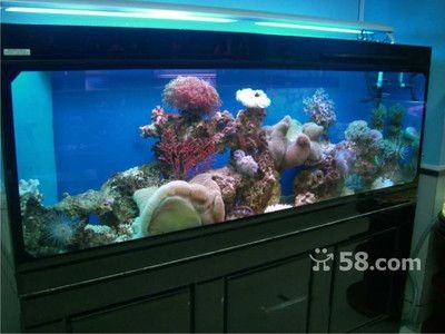 海陽哪里賣魚缸（海陽市寵物文化海陽市魚缸銷售點(diǎn)信息：養(yǎng)魚技巧與常見誤區(qū)）