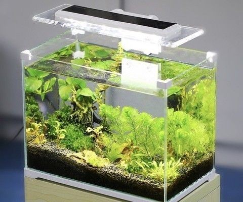 魚缸加熱棒有安全隱患嗎：加熱棒干燒后的正確處理方法