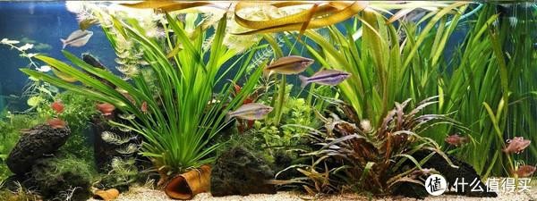 集賢縣四平水族商店.（集賢縣四平水族商店電話）