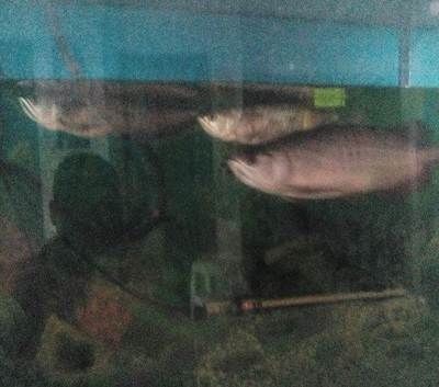 海安熱帶魚林水族館（海安觀賞魚）