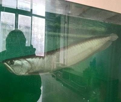 海安熱帶魚林水族館（海安觀賞魚）