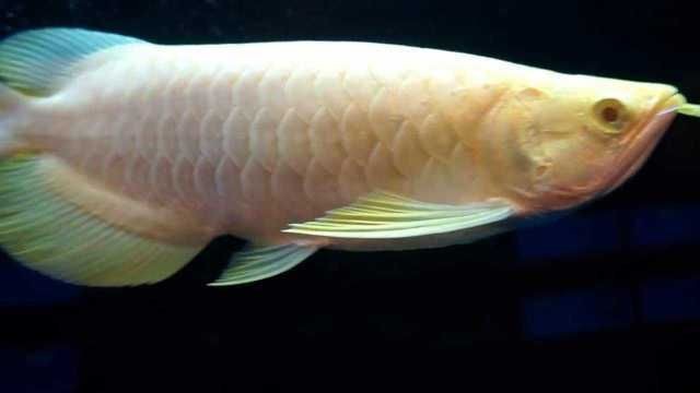 白化金龍魚值多少錢（白化金龍魚價格因尺寸、健康狀況和稀有度而異，白化金龍魚飼養技巧）