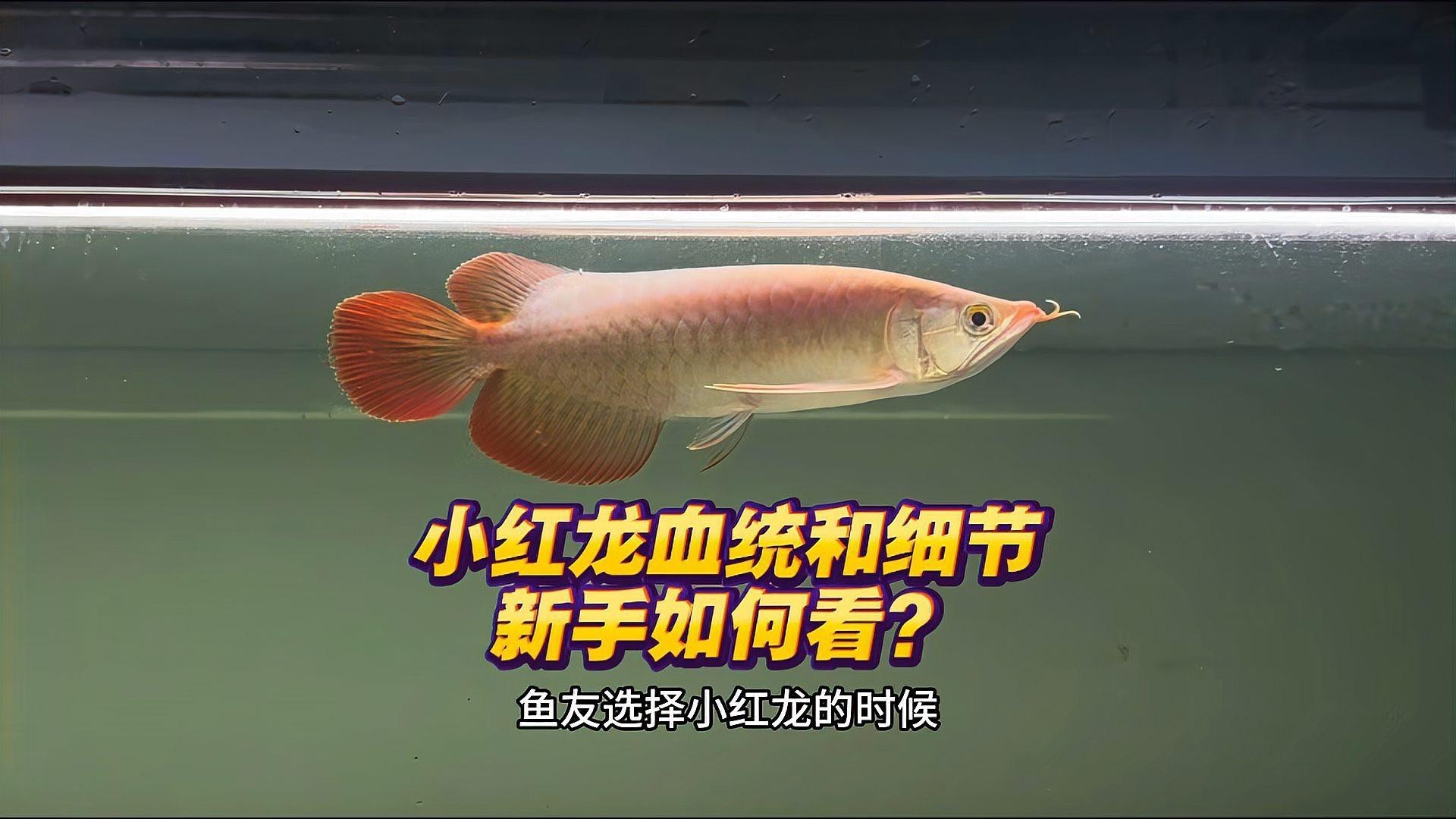 如何挑選健康優質的紅龍魚苗？