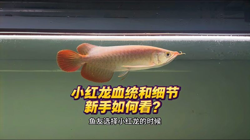 如何挑選健康優質的紅龍魚苗？