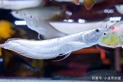 購買銀龍魚怎么挑選品種（如何挑選優質銀龍魚）
