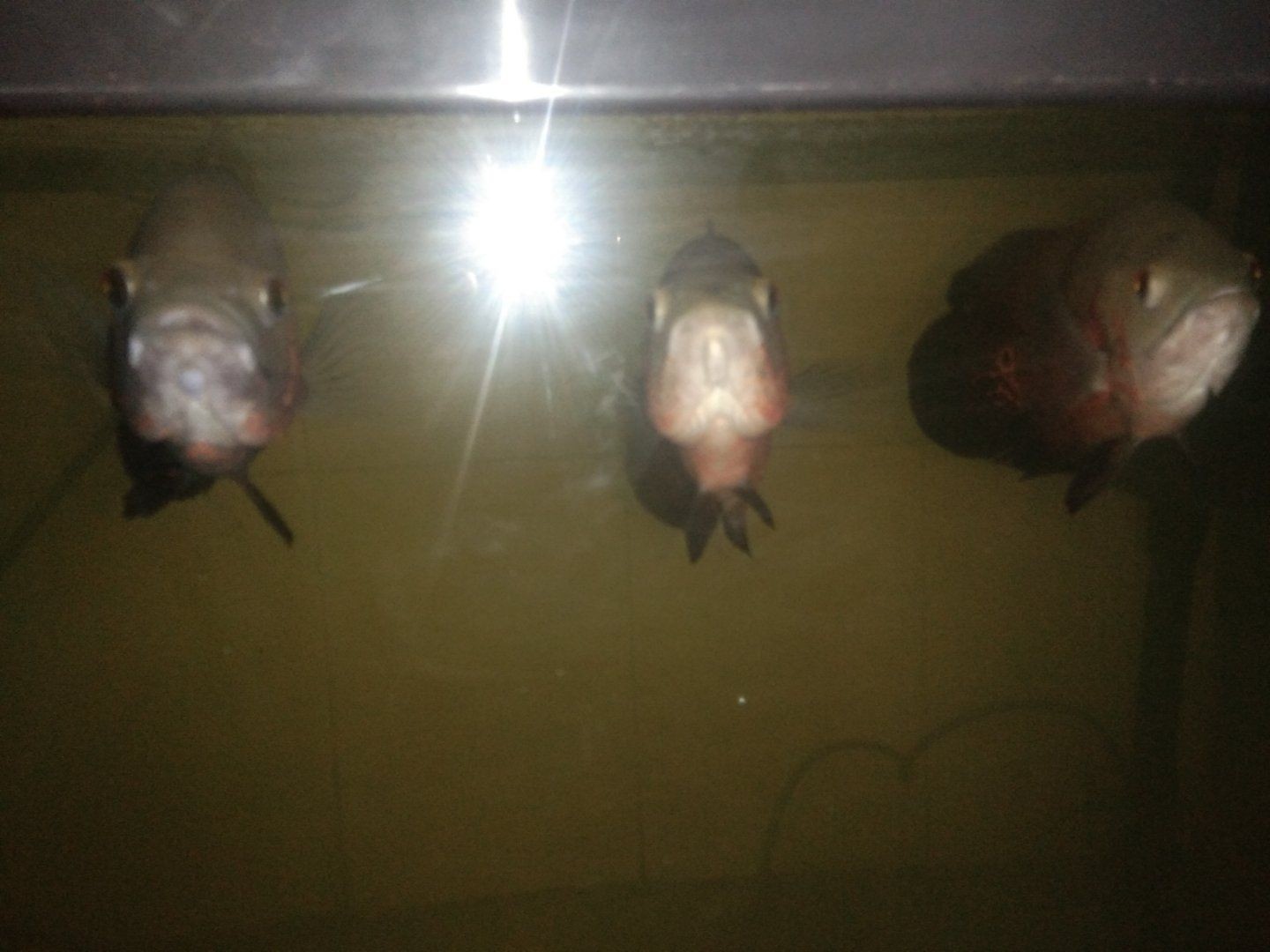 購買銀龍魚怎么挑選品種（如何挑選優質銀龍魚）