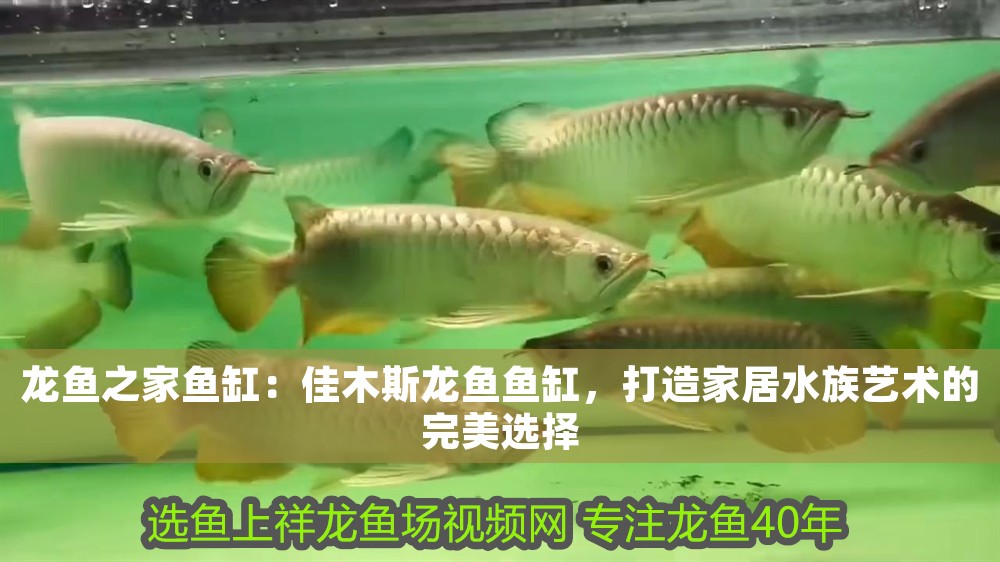 龍魚之家魚缸：佳木斯龍魚魚缸，打造家居水族藝術(shù)的完美選擇