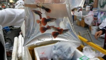 武漢觀賞魚批發市場（武漢觀賞魚市場排名武漢觀賞魚批發市場排名）