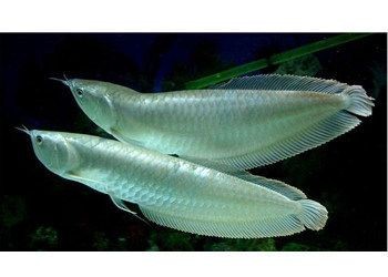 銀龍魚(yú)水族箱布置建議：銀龍魚(yú)水族箱布置建議銀龍魚(yú)水族箱照明技巧