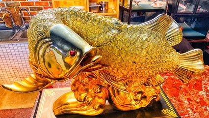 喂龍魚的活飼料魚怎么處理好吃
