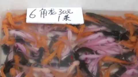 六角龍魚貴嗎值錢嗎多少錢（六角龍魚養殖成本分析六角龍魚價格趨勢六角龍魚價格趨勢）