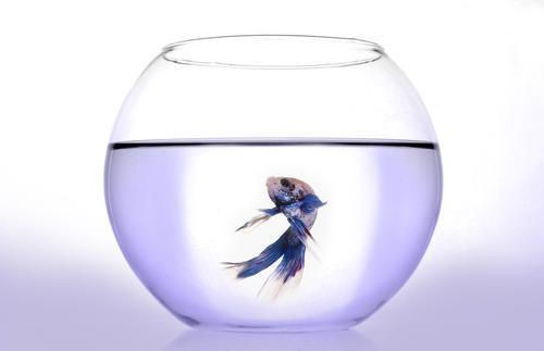 上品魚(yú)缸：上品牌魚(yú)缸有哪些