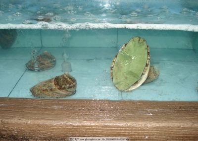 河蚌在魚缸中的喂養需要注意以下幾點河蚌在魚缸中的喂養需要注意：河蚌在魚缸中的喂養