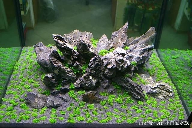沂源縣歷山街道辦事處吉祥錦鯉水族館（濟南吉祥錦鯉）