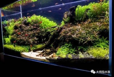 沂源縣歷山街道辦事處吉祥錦鯉水族館（濟南吉祥錦鯉）