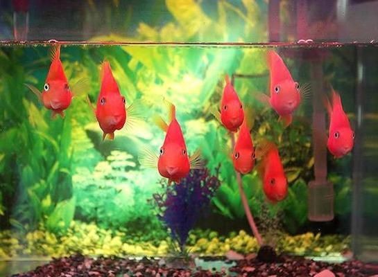 魚缸水渾濁怎么回事視頻，如何正確使用紫外線uv燈處理魚缸水魚缸過濾系統的選購指南