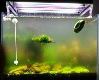 魚缸換水第二天就渾濁了（魚缸換水后第二天水變渾濁怎么辦）