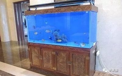 魚缸換水第二天就渾濁了（魚缸換水后第二天水變渾濁怎么辦）
