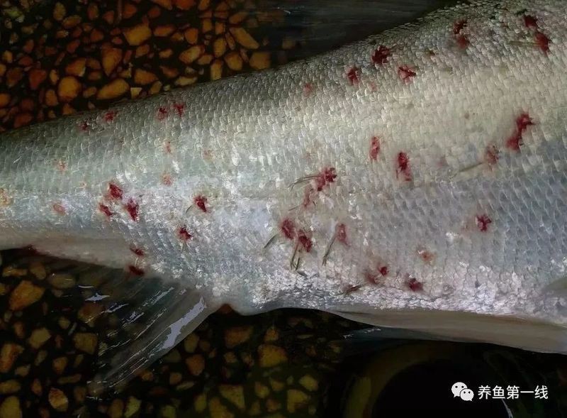 如何判斷龍魚鰓蓋手術是否感染？