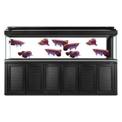 龍魚缸牌子bz（龍魚缸品牌bz）